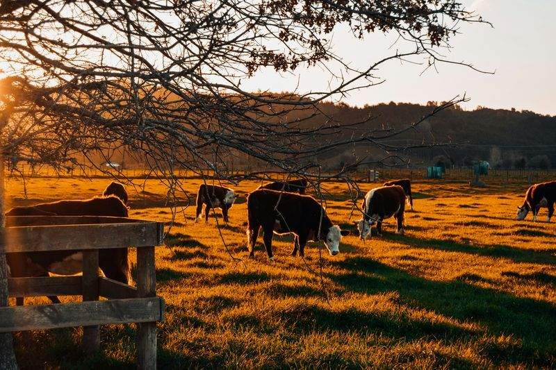 Ganadería Sierra del Alba