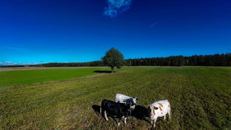 Ganadería Sierra del Alba 6